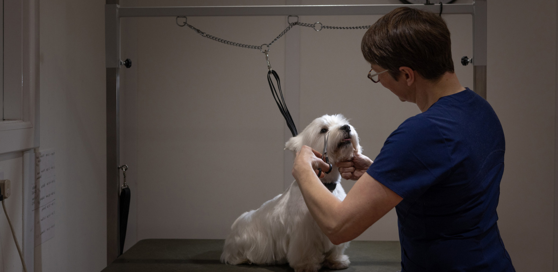 Dog grooming - expert pampering for every dog